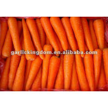 Nuevas cosechadas zanahorias frescas de verduras frescas chino